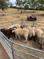 8 SUFFOLK X STORE LAMBS - BIDS PER LIFE - 2