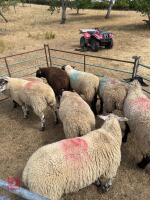 8 SUFFOLK X STORE LAMBS - BIDS PER LIFE - 3