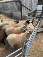 8 SUFFOLK X STORE LAMBS - BIDS PER LIFE - 4