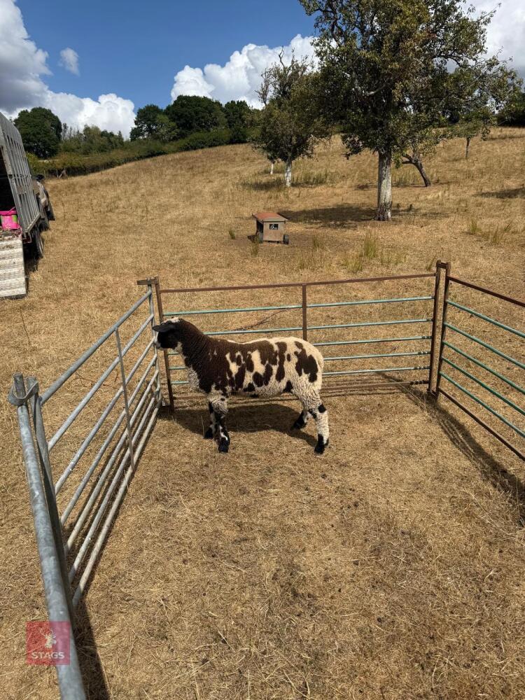 DUTCH SPOTTED X DORSET WETHER LAMB