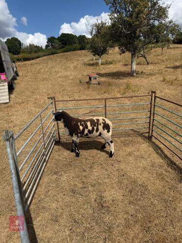 DUTCH SPOTTED X DORSET WETHER LAMB