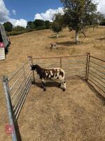 DUTCH SPOTTED X DORSET WETHER LAMB