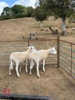 2 EASYCARE RAM LAMBS