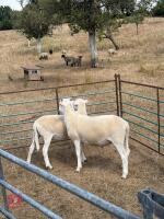 2 EASYCARE RAM LAMBS - 2