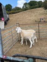 2 EASYCARE RAM LAMBS - 3