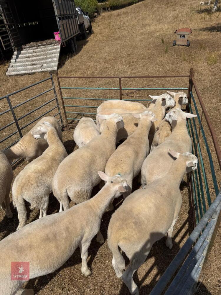 12 EASYCARE WETHERS - BIDS PER LIFE