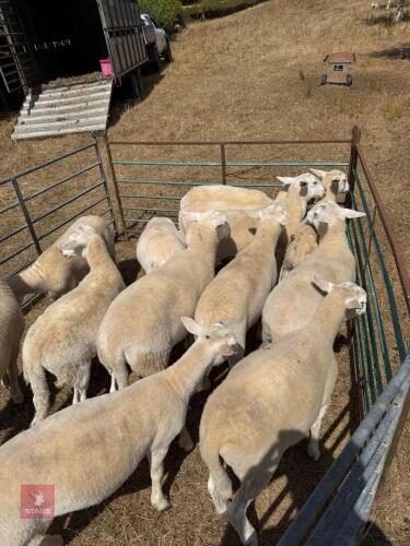 12 EASYCARE WETHERS - BIDS PER LIFE