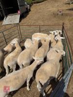 12 EASYCARE WETHERS - BIDS PER LIFE