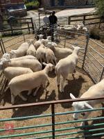 12 EASYCARE WETHERS - BIDS PER LIFE - 2