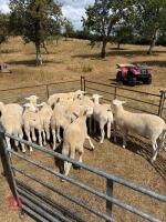 12 EASYCARE WETHERS - BIDS PER LIFE - 3