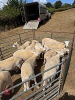12 EASYCARE WETHERS - BIDS PER LIFE - 4