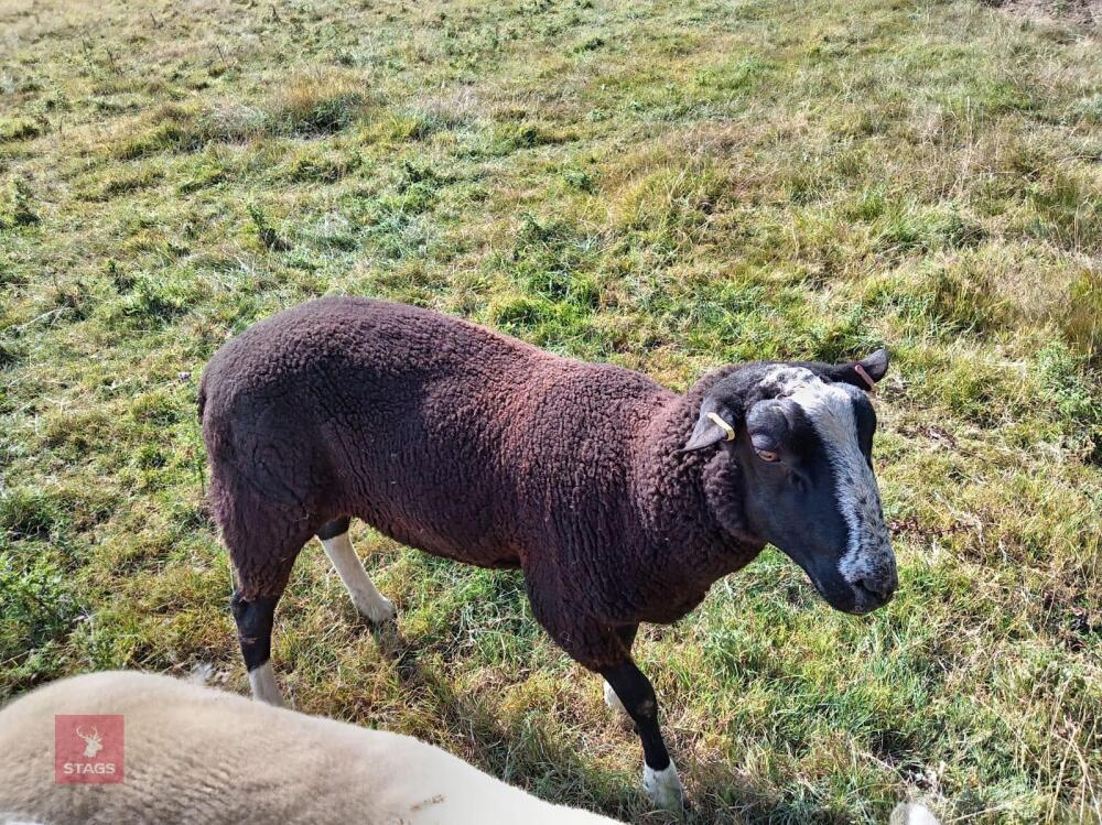 ZWARTBLE SHEARLING TEASER RAM