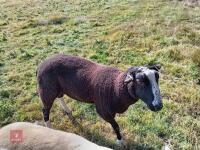 ZWARTBLE SHEARLING TEASER RAM