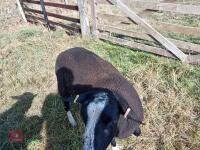 ZWARTBLE SHEARLING TEASER RAM - 2