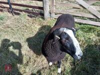 ZWARTBLE SHEARLING TEASER RAM - 3