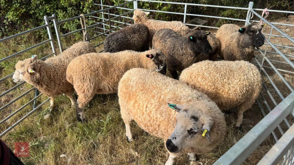 10 X MIXED BREED EWE LAMBS - BIDS PER LIFE