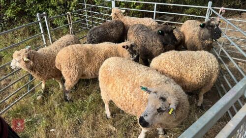 10 X MIXED BREED EWE LAMBS - BIDS PER LIFE