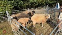 10 X MIXED BREED EWE LAMBS - BIDS PER LIFE - 3