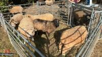 10 X MIXED BREED EWE LAMBS - BIDS PER LIFE - 4