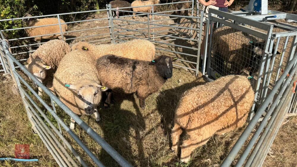 7 X MIXED BREED WETHER LAMBS - BIDS PER LIFE