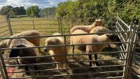 7 X MIXED BREED WETHER LAMBS - BIDS PER LIFE - 2
