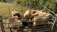 7 X MIXED BREED WETHER LAMBS - BIDS PER LIFE - 3