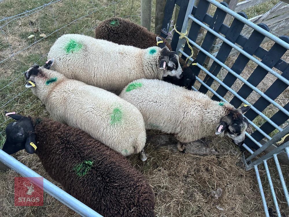 6 TEXEL X RAM LAMBS - BIDS PER LIFE