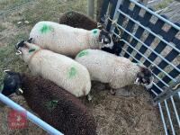 6 TEXEL X RAM LAMBS - BIDS PER LIFE