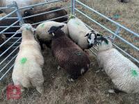 6 TEXEL X RAM LAMBS - BIDS PER LIFE