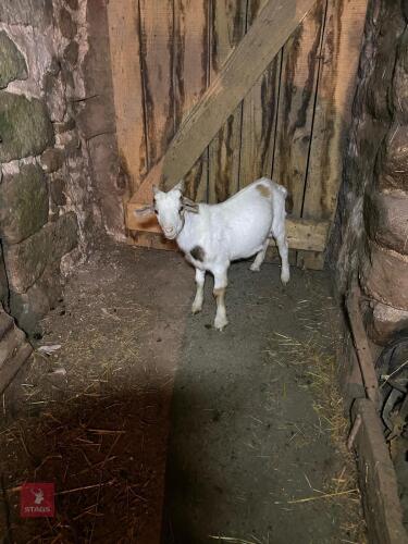 3MO PYGMY BILLY KID