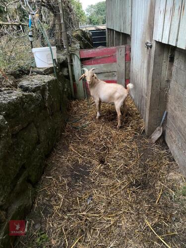 4MO GOLDEN GUERNSEY BILLY KID