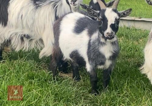 PYGMY WETHER GOAT