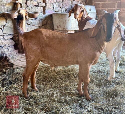 5MO ANGLO NUBIAN X BOER BILLY