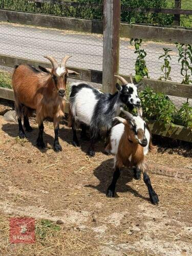 3 X PYGMY WETHER GOATS - BIDS PER LIFE