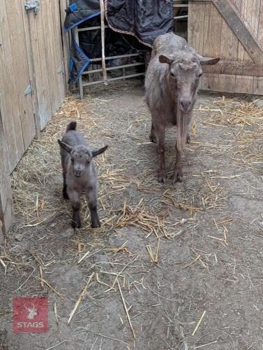 11YO ROYAL GOLDEN GUERNSEY NANNY & KID - BIDS PER LIFE