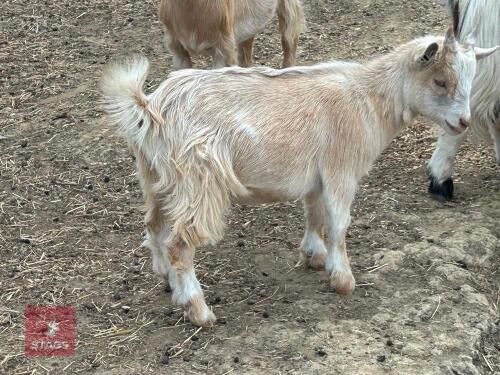 4MO PYGMY WETHER GOAT