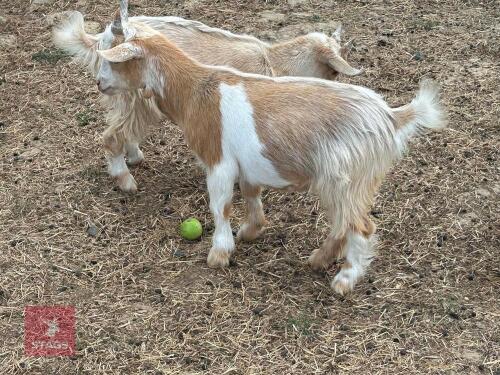 4MO PYGMY WETHER GOAT