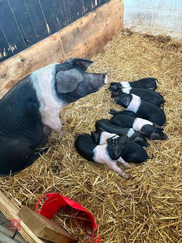 5 X SADDLEBACK WEANERS - BIDS PER LIFE