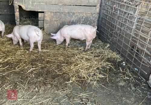 2 X 11WO LARGE WHITE BOARS - BIDS PER LIFE