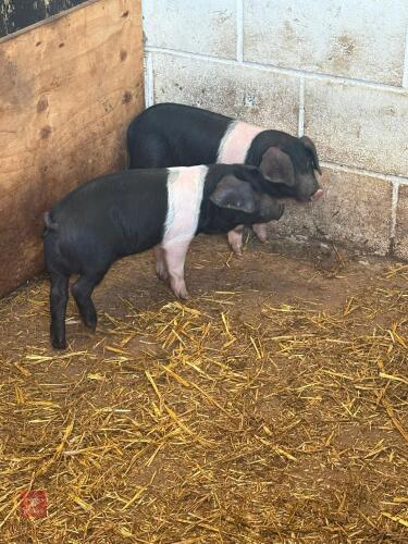 2 X 6WO BARROW SADDLEBACK WEANERS - BIDS PER LIFE