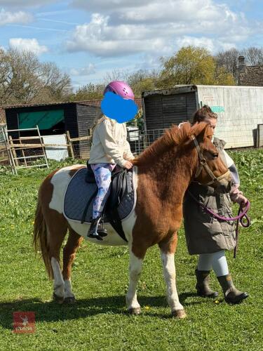 3YO DARTMOOR HILL 12HH GELDING