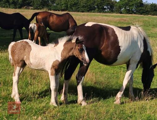 4YO 14.2HH SPORT HORSE X MARE WITH FOAL - BIDS PER LIFE