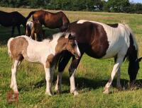 4YO 14.2HH SPORT HORSE X MARE WITH FOAL - BIDS PER LIFE