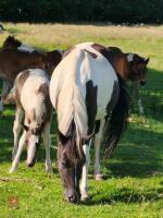 4YO 14.2HH SPORT HORSE X MARE WITH FOAL - BIDS PER LIFE - 2