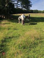 4YO 14.2HH SPORT HORSE X MARE WITH FOAL - BIDS PER LIFE - 3
