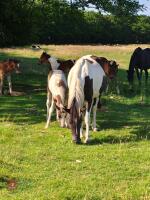 4YO 14.2HH SPORT HORSE X MARE WITH FOAL - BIDS PER LIFE - 4