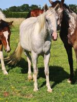2YO 13HH PART BRED WELSH GELDING