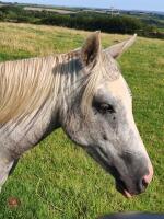 2YO 13HH PART BRED WELSH GELDING - 2
