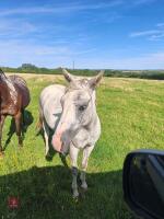 2YO 13HH PART BRED WELSH GELDING - 3