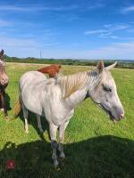 2YO 13HH PART BRED WELSH GELDING - 4